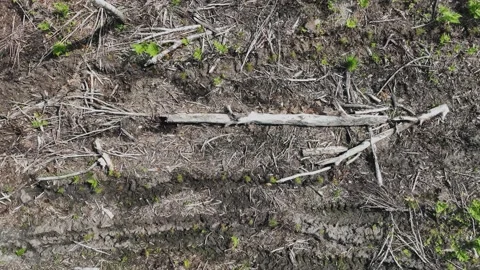 The view from the drone to the felling of trees. A desert of cut trees. The c Stock Footage 197129953