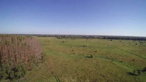 View from the drone. Field, steppe, hills, mounds, ravines, trees. Видео 149296995