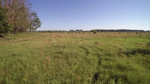 View from the drone. Field, steppe, hills, mounds, ravines, trees. Видео 149297002