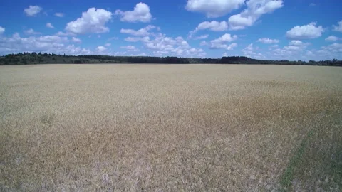 View from the drone. Field, steppe, hills, mounds, ravines, trees. Видео 149297050