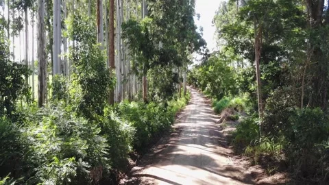 View From A Drone Flying Over A Dirt Road In Through An Eucalyptus Grove Stock Footage 191584708