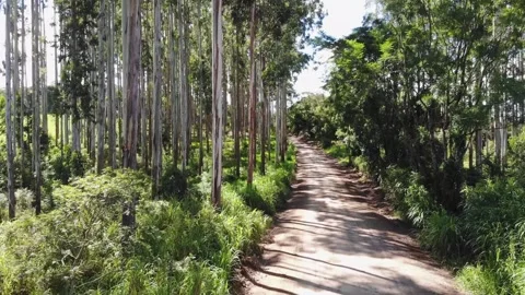 View From A Drone Flying Over A Dirt Road In An Eucalyptus Grove Stock Footage 191584976