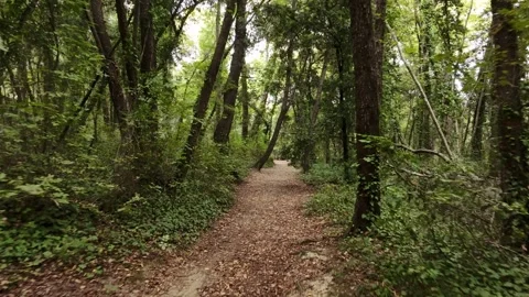 View from a drone flying over a path in a forest in early autumn Stock Footage 319939997