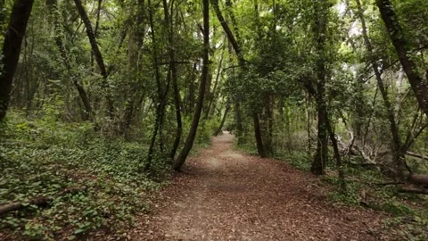View from a drone flying over a trail through the trees in a forest Stock Footage 319939882