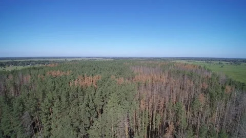 View from the drone. Forest. Deforestation. Pines Видео 149366846