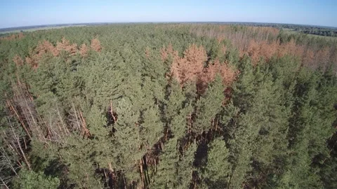View from the drone. Forest. Deforestation. Pines Видео 149366850