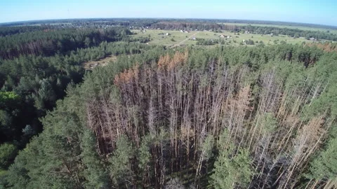 View from the drone. Forest. Deforestation. Pines Видео 149366851