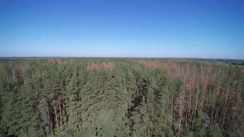 View from the drone. Forest. Deforestation. Pines Stock Footage 149366852