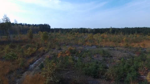 View from the drone. Forest. Deforestation. Pines 動画素材 149436317
