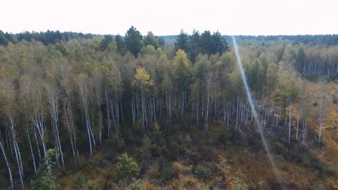 View from the drone. Forest. Deforestation. Pines Видео 149436328