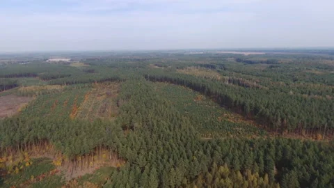 View from the drone. Forest. Deforestation. Pines 動画素材 149436331