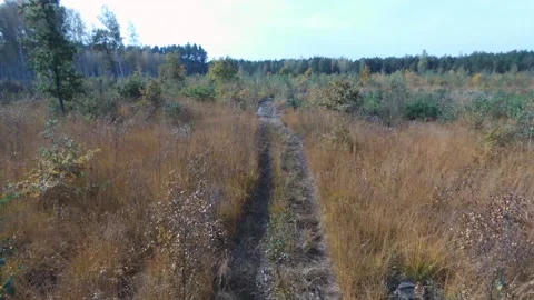 View from the drone. Forest. Deforestation. Pines 動画素材 149436342