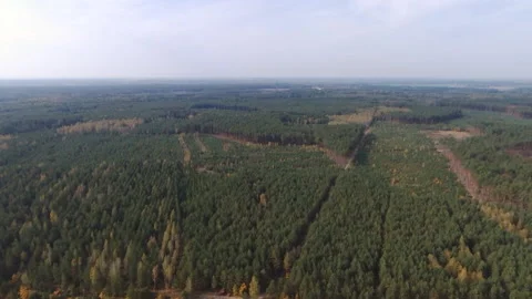 View from the drone. Forest. Deforestation. Pines 動画素材 149436346