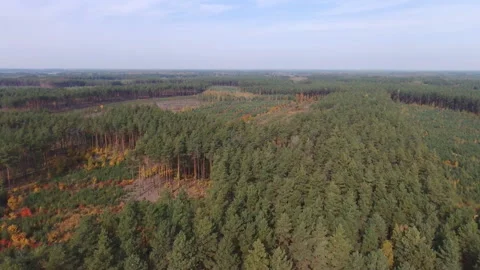 View from the drone. Forest. Deforestation. Pines 動画素材 149436355