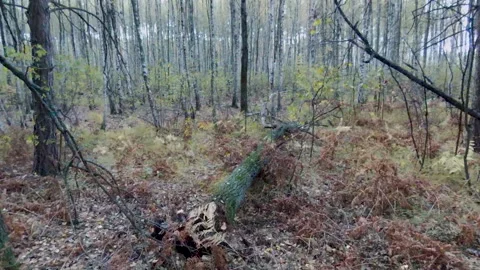 View from the drone. Forest. Deforestation. Pines 動画素材 149436382