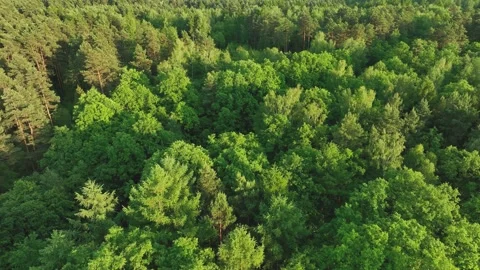 View from the drone on the forest, flight over the trees, over the forest and Video stock 196256557