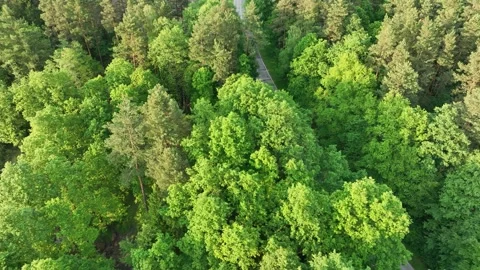View from the drone on the forest, flight over the trees, over the forest Video stock 196256933