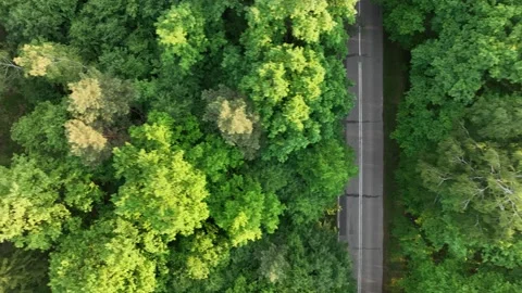 View from the drone on the forest, flight over the trees, over the forest  Stock Footage 196257078