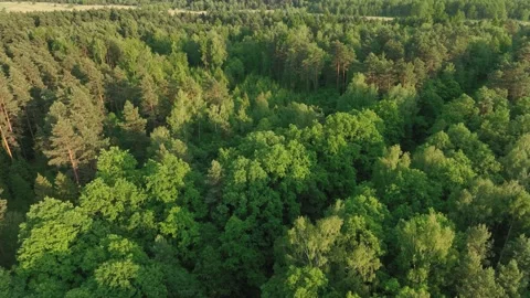 View from the drone on the forest, flight over the trees, over the forest Stock Footage 196257365