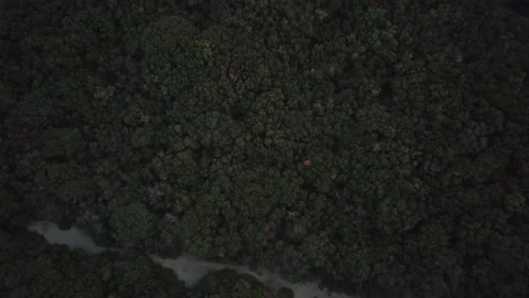 View from the drone on the forest at sunset, background Video stock 153282505