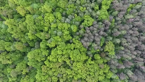 View from the drone. A green deciduous forest shot vertically downwards Stock Footage 162178114