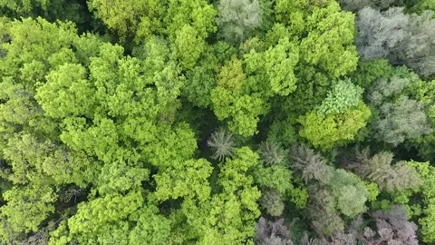 View from the drone. A green deciduous forest shot vertically downwards. Raising Video stock 162178185