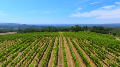 View from drone of long plantations of ripe grapes stretching wide and far Stock Footage 250012947