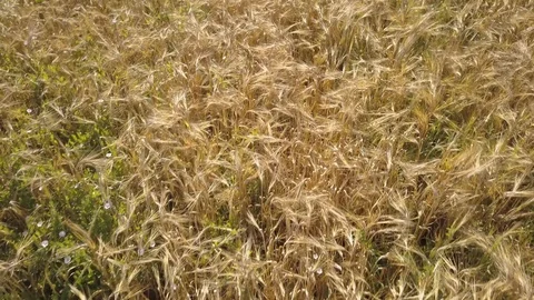 View from the drone on a ripe field of wheat Stock Footage 115051729