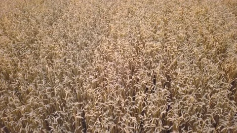 View from the drone on a ripe field of wheat Stock Footage 169329585