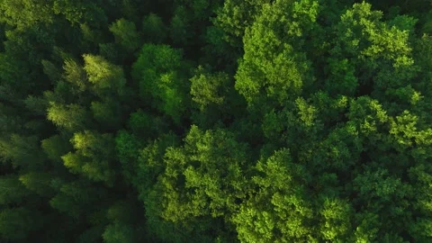 The view from the drone to the road through the forest against the background Stock Footage 198040967