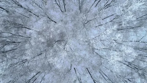 View from a drone slowly taking off upwards over a snowy winter forest with bare Stock Footage 221720359
