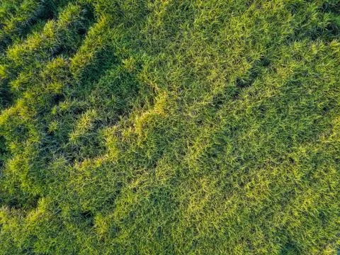 View from drone Sugar cane field with sunset sky nature landscape background Stock Photos
