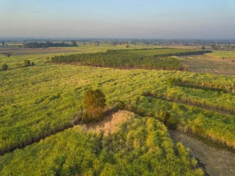View from drone Sugar cane field with sunset sky nature landscape background Stock Photos