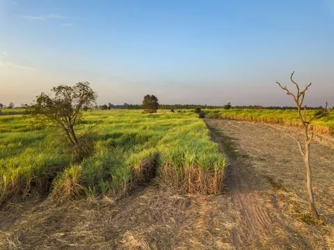 View from drone Sugar cane field with sunset sky nature landscape background Stock Photos