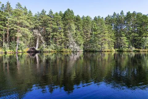 View from drone on trees reflection in lake Stock Photos