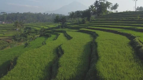 View from drone, view of rice fields with mountain background in the morning Stock Footage 289986883