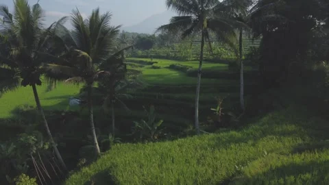 View from drone, view of rice fields with mountain background in the morning Stock Footage 289987798
