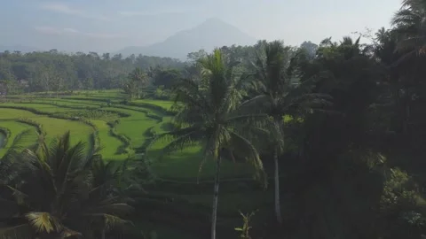 View from drone, view of rice fields with mountain background in the morning Stock Footage 289988117