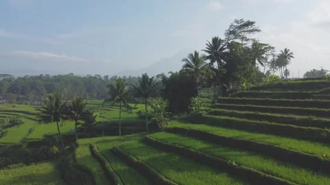 View from drone, view of rice fields with mountain background in the morning Stock Footage 289990028