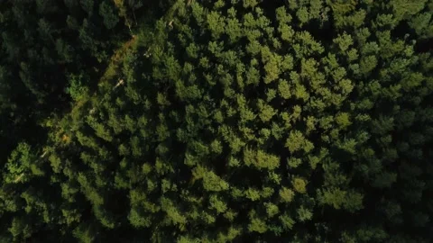 View from the drone's flight over the treetops. Green forest from above. Stock Footage 218447036