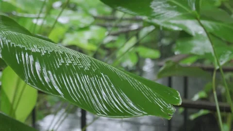 View of droplet over tropical tree leaves surface while rain fall droping o.. Vídeo Stock 335581599