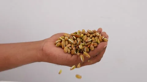 View of dropping bean seeds from hand Video stock 159638311