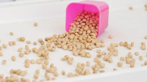 View of dropping plastic bowl filled with soybeans seeds over white background Video stock 147857043