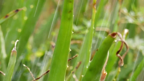 View of dropping water over Aloe Vera Plant 動画素材 147704112