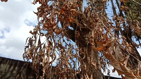 View of dry glodok trees under the blue sky. Stock Footage 341479825