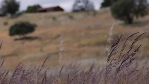 View of dry grass on a rural hillside in Portugal. Vídeos de archivo 335602090