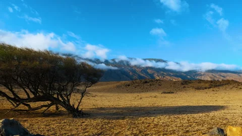 A view of dry grass steppe with a small lonely shrub in the foreground Stock Footage 275186202