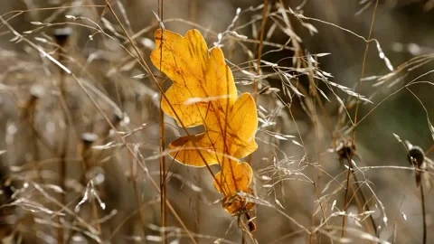 A view of dry leaves Stock Footage 234846818