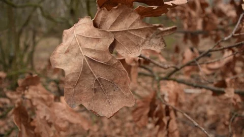 View of dry orange foliage in the forest Stock Footage 124482638
