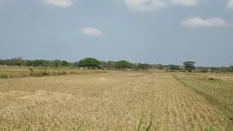 View of dry rice fields, after harvest against a background of a clear blue Stock Footage 145323452